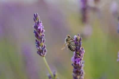 Abeille au travail dans un champ de lavande