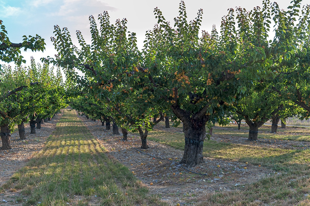 Champ d'abricotiers