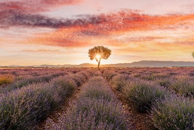 Arbre flamboyant et montgolfière