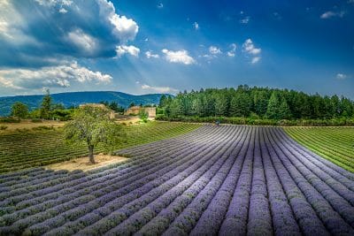 Artvandin fou, champ de lavande à Aurel