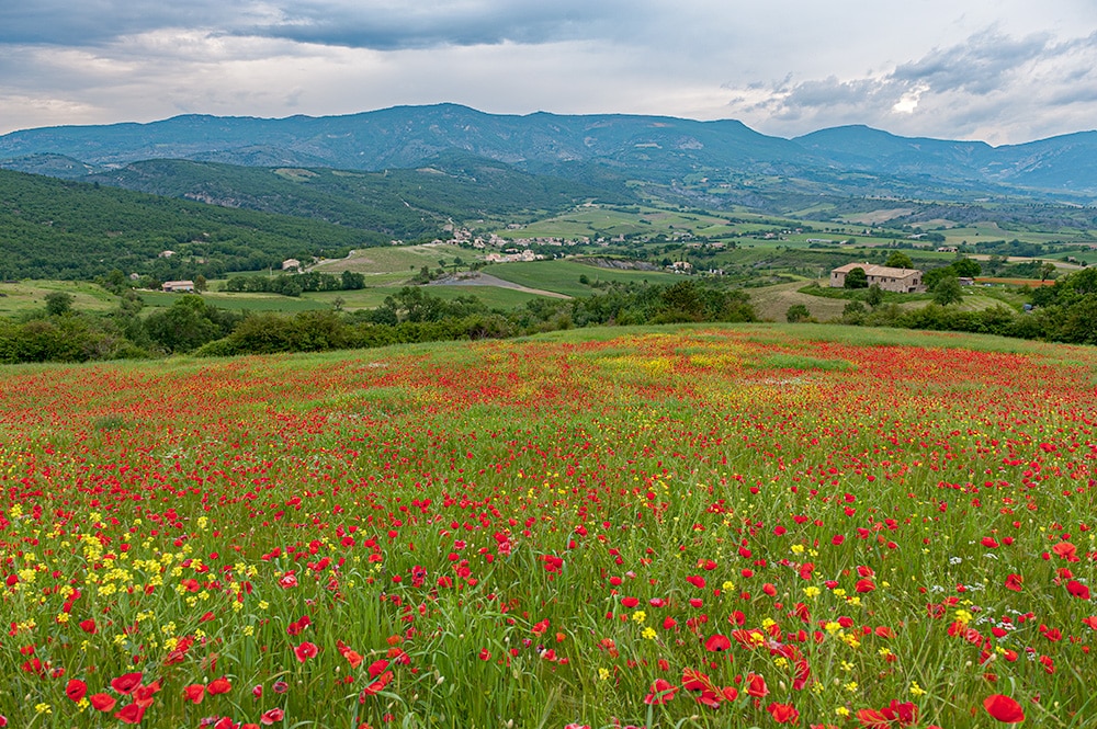 Champ de coquelicots