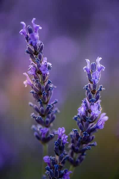 Heure bleue… Lavande