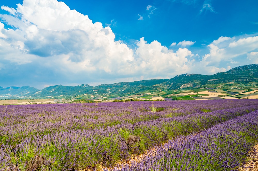 Champ de lavandes dans les Baronnies