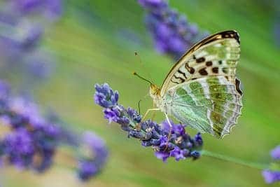 Madame déguste le nectar