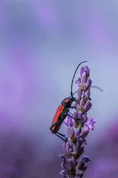 Purpuricène sur un brin de lavande