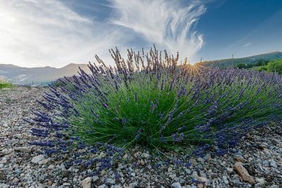 La reine des Baronnies : la lavande