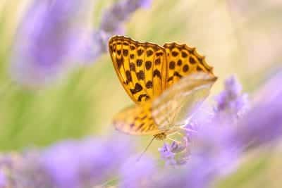 Tabac d’Espagne dans les embruns de lavande