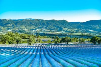 Stage photo Lavande – Baronnies provençales