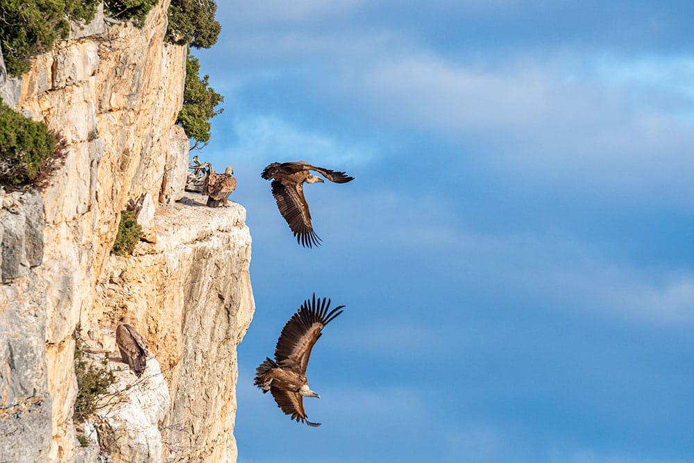 Deux Vautours décollent dans les Baronnies Provençales