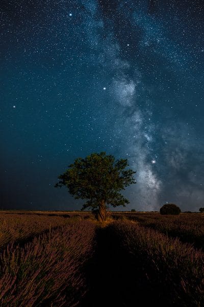 Lavandin, amandier et Voie lactée