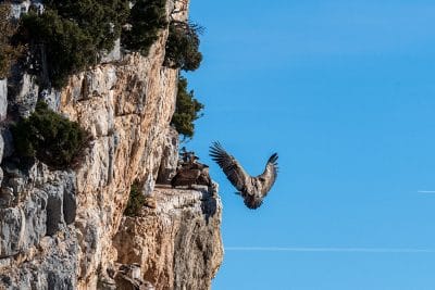 Atelier photo : Vautours en Baronnies provençales
