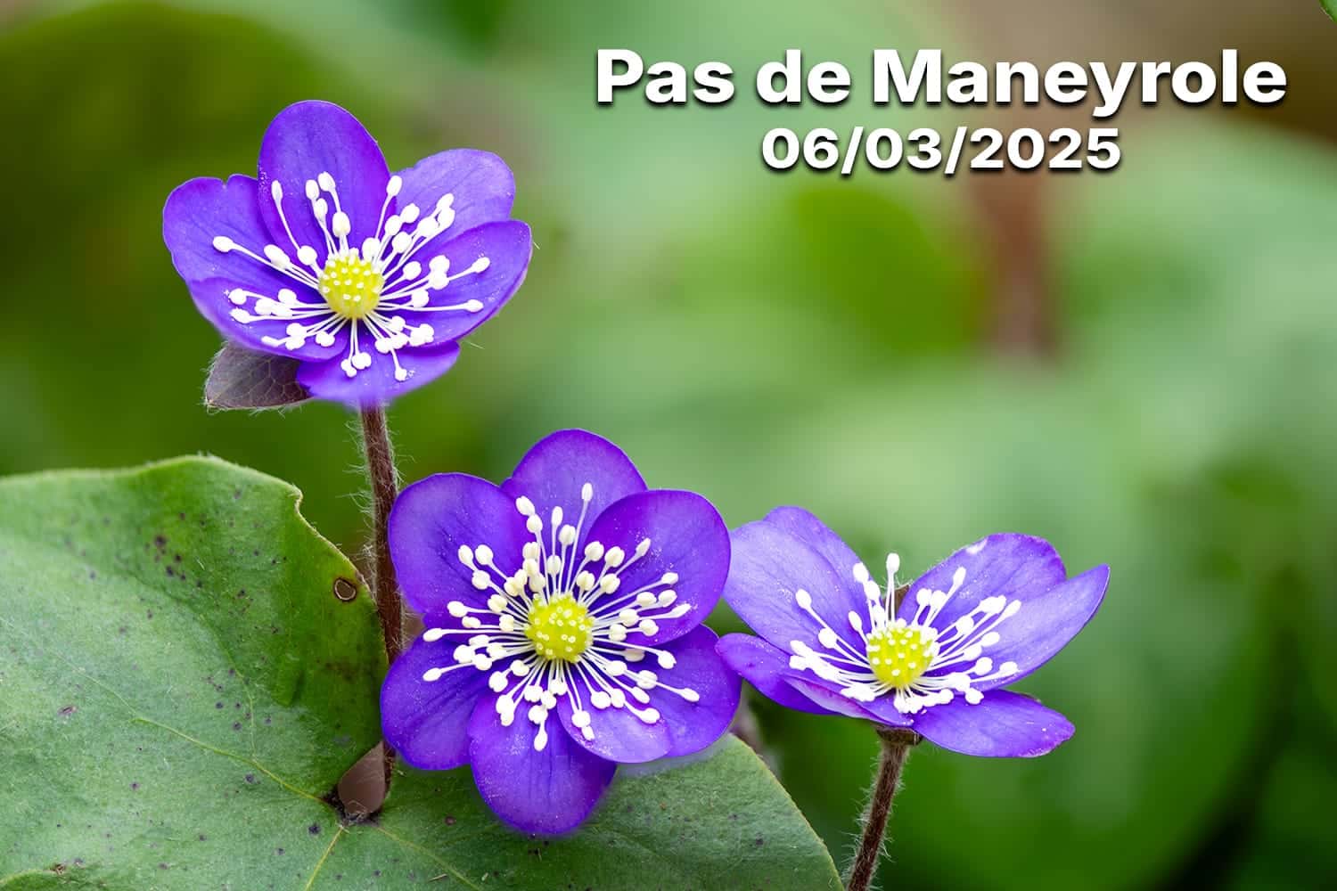 Hépatiques au pas de Maneyrole