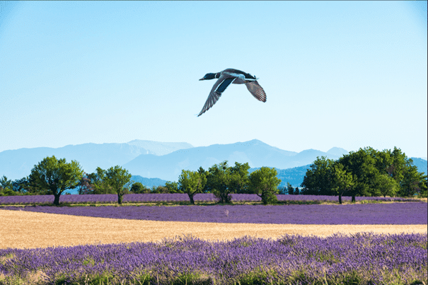 Canard - mode de fusion : Produit