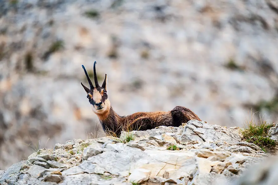 Chamois au Ventoux