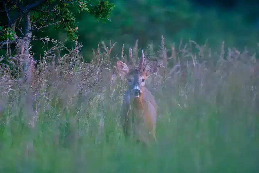 Un chevreuil dans les herbes hautes
