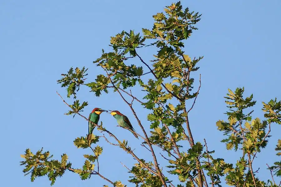 Échange d'insecte entre deux guêpiers