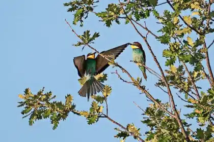Des guêpiers dans un chêne