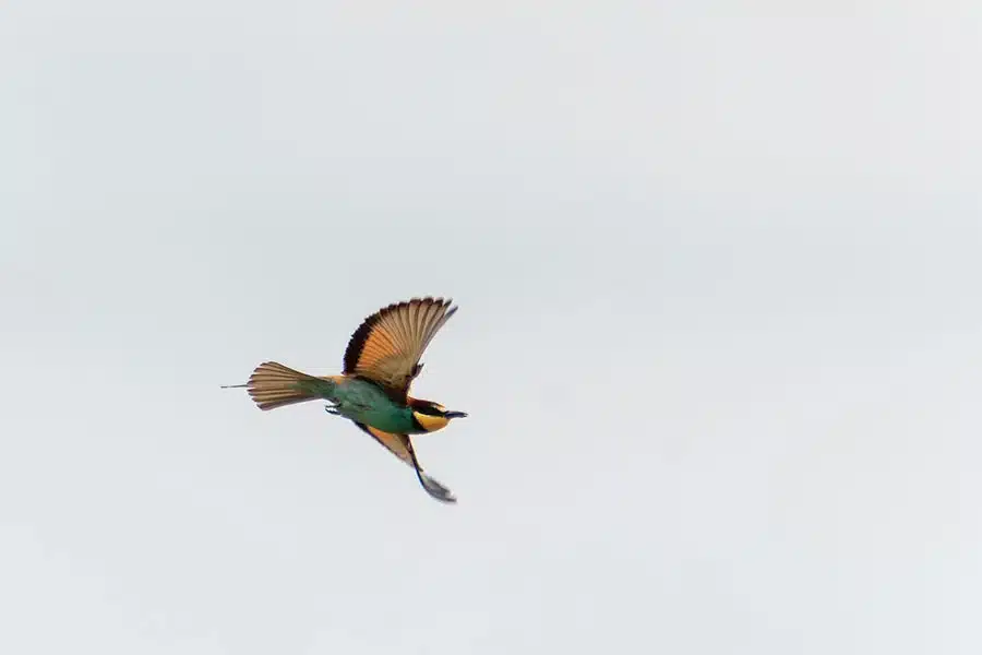 Mesure spot sur un guêpier à contre jour