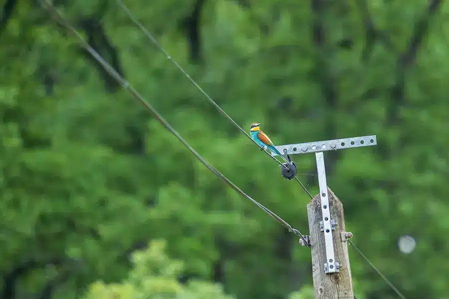 Une longue focale permet de ne pas déranger l'animal