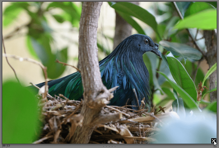 Photo en mode Ensemble dans Lightroom Classic