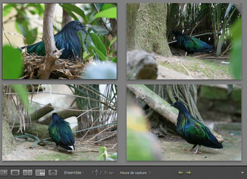 Photos en mode Ensemble dans Lightroom Classic