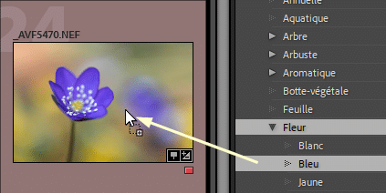 Glisser déposer une photo sur un mot clé dans Lightroom Classic