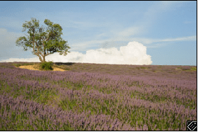 Photo et histogramme dans Lightroom Classic