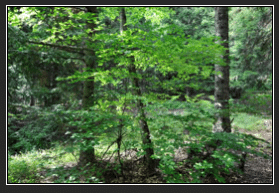 Photographie de sous-bois dans Lightroom Classic