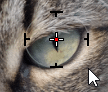 Correction yeux rouges sur un animal dans Lightroom Classic