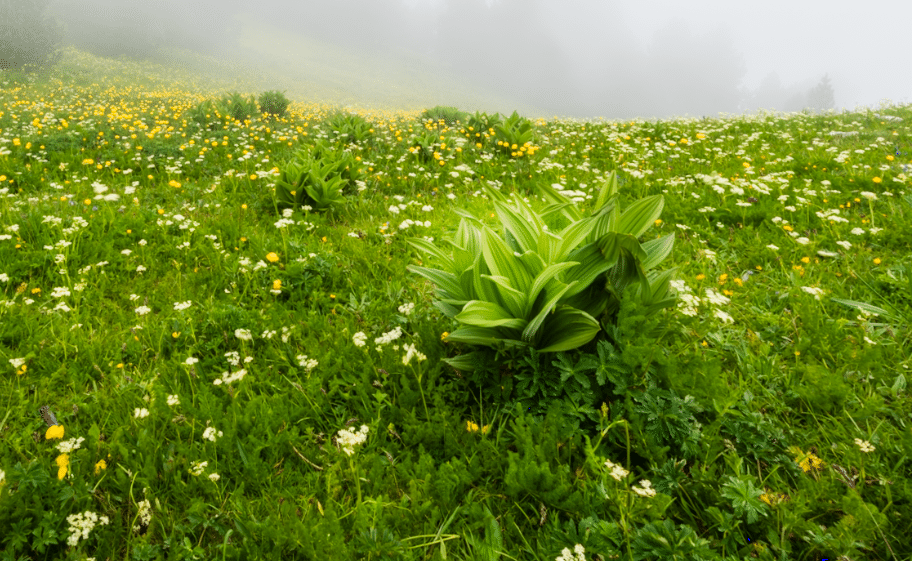 Dégradé radial pour apporter de la lumière dans Lightroom Classic
