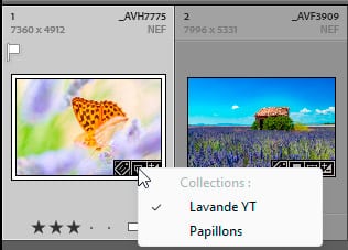 Badge et collections multiples dans Lightroom Classic