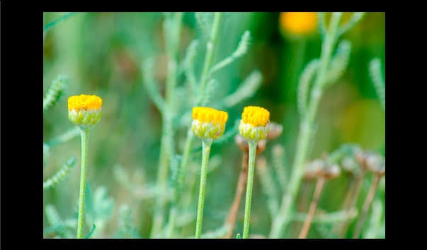 Informations du mode Loupe option 1