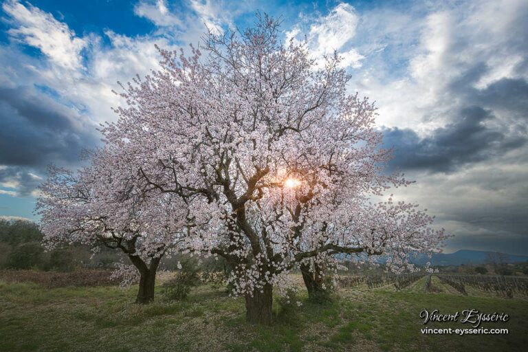 Trois amandiers en fleurs près du mont Ventoux