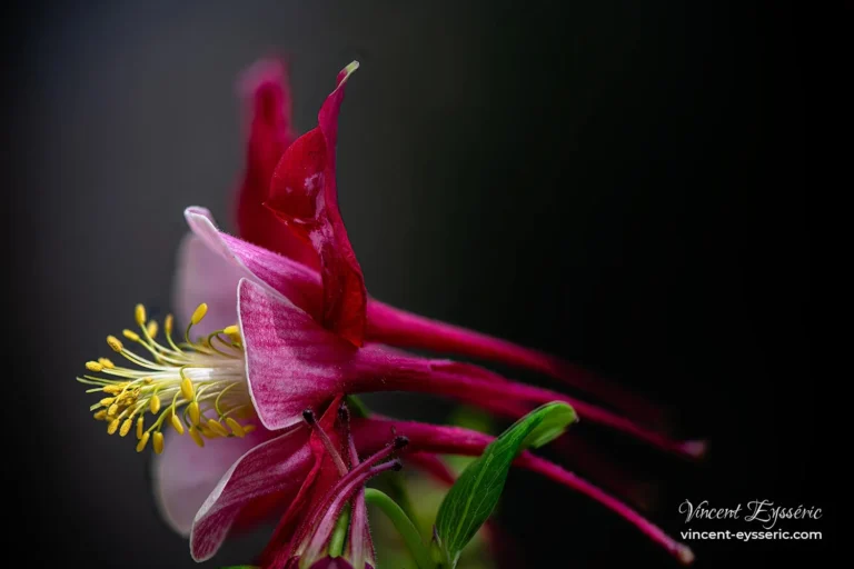 Ancolie rouge