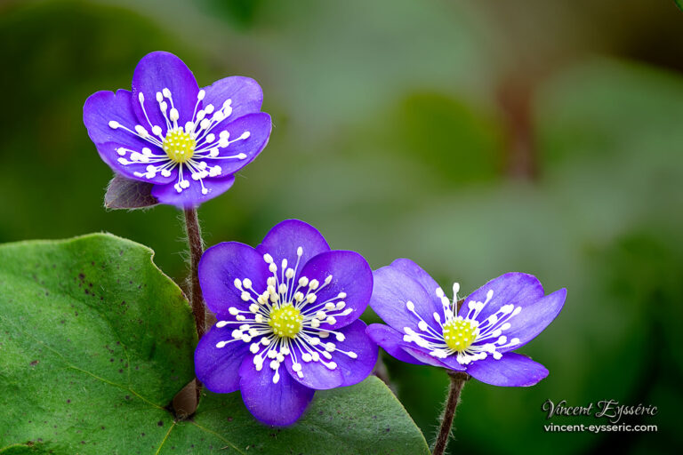 Anémone hépatique dans les Baronnies provençales