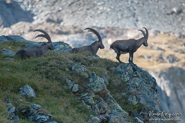Bouquetins en Vanoise.