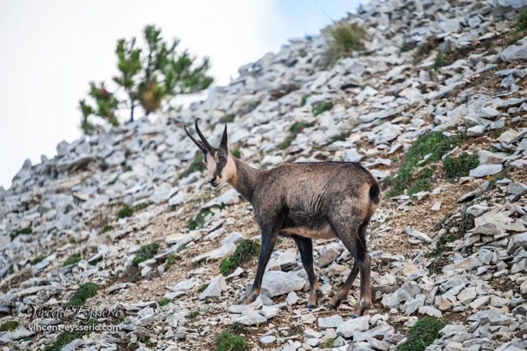 Chamois dans un &eacute;boulis de pierres - Vincent Eysseric