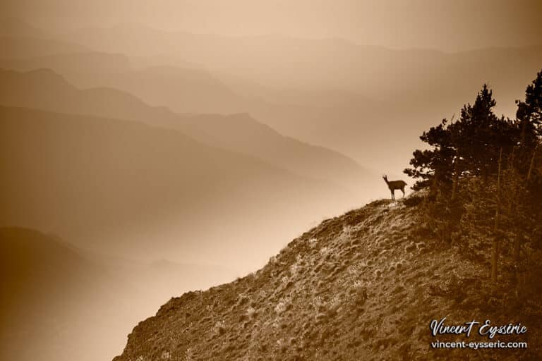 Qui observe qui ? Chamois s&eacute;pia.