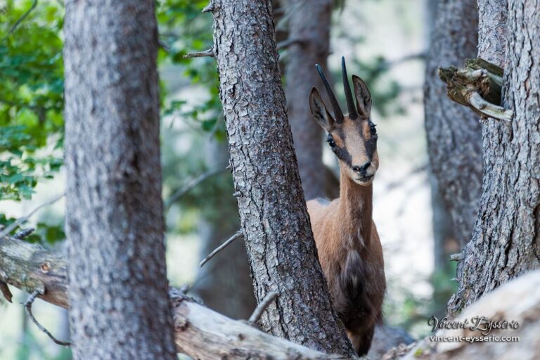Un chamois tr&egrave;s curieux sur le GR9
