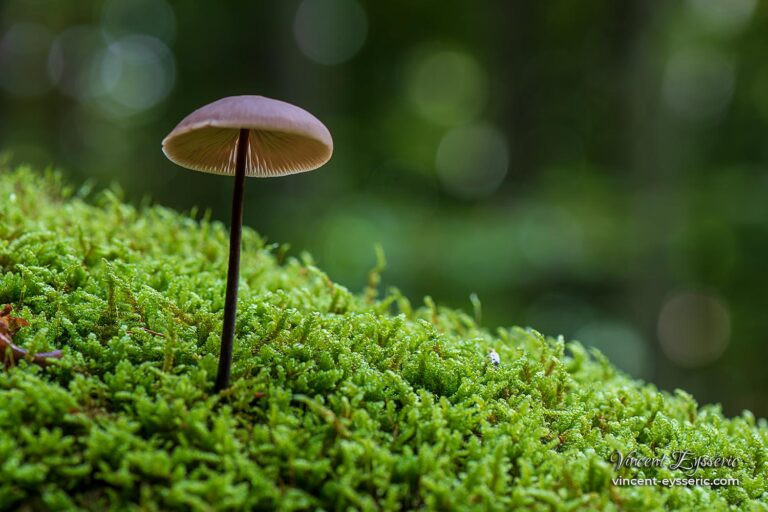 Champignon dans le Vercors