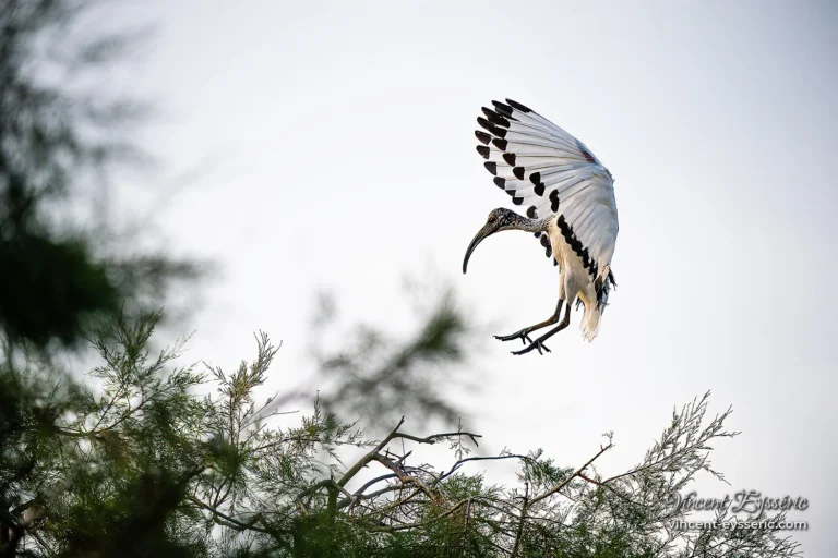Ibis sacr&eacute; d'Egypte en approche sur un tamaris