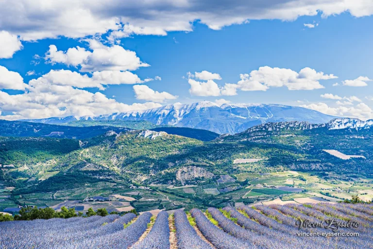 Un champ de lavande plonge vers le mont Ventoux au cœur des Baronnies provençales.
