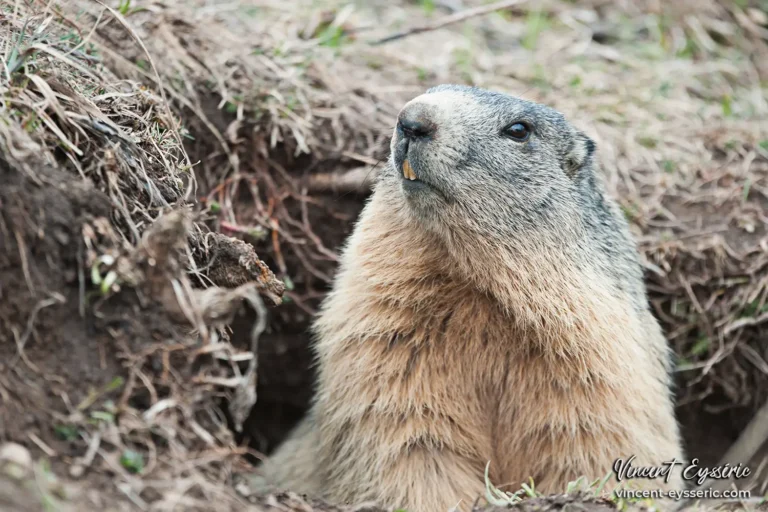 Les premi&egrave;res sorties d'une marmotte au col de Vars.
