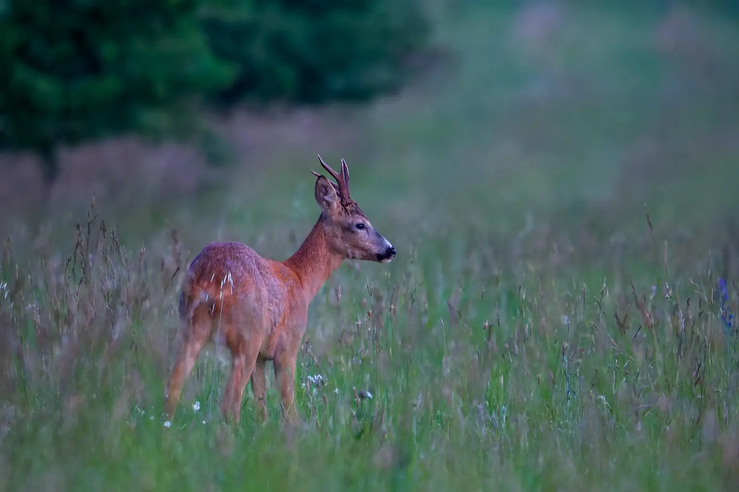 Photographier un chevreuil