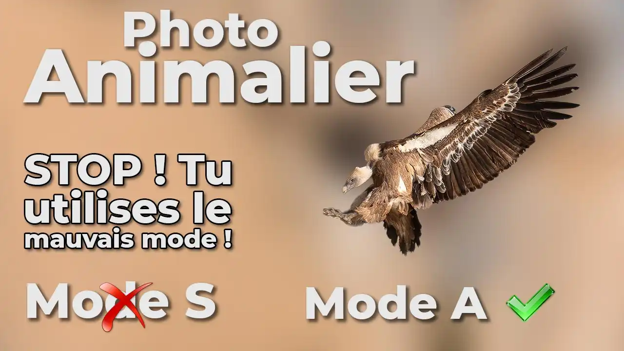 Utilisez le Mode A au lieu de S en photo animalière