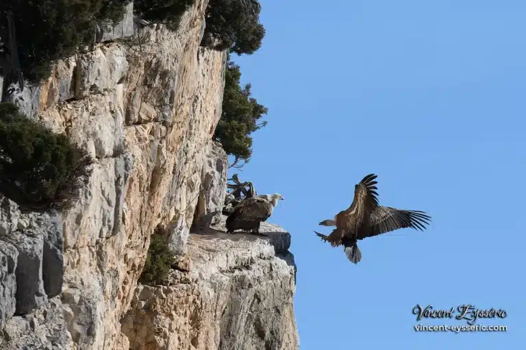 Un vautour fauve atterrit contre une paroi