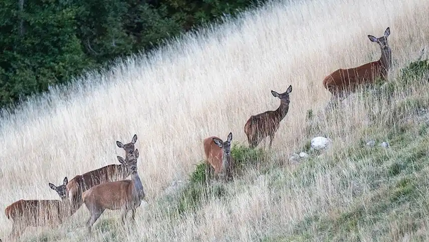Bises en alerte dans le Vercors