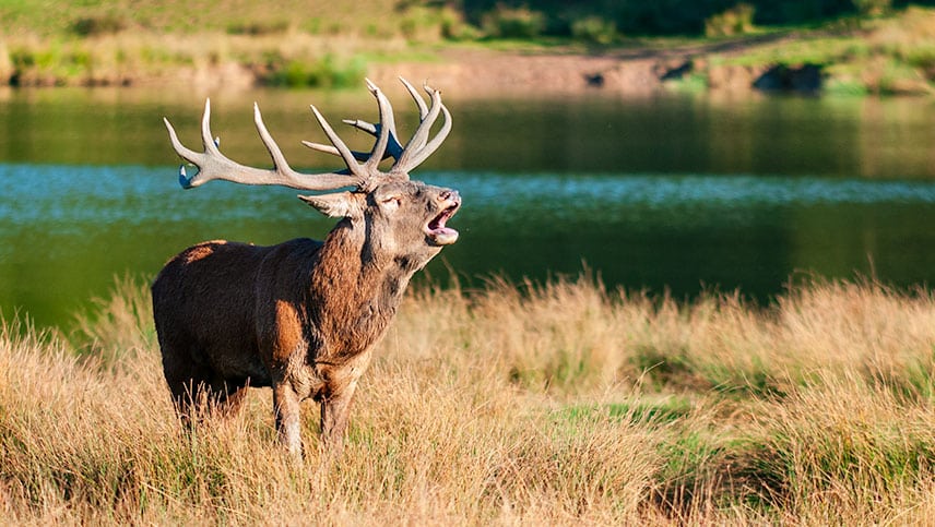 Cerf et éthique