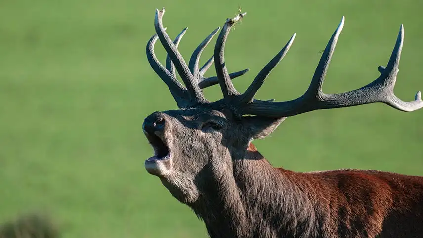 Brame du cerf