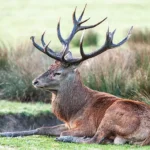 Photographie animalière : cerf élaphe, brame et affût